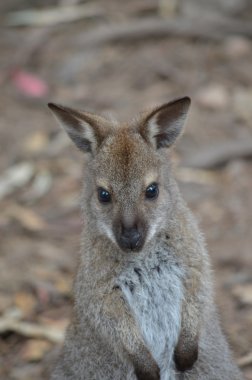 Joey kanguru