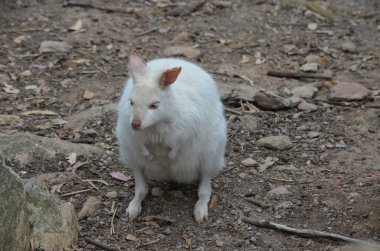 Albino Wallaby