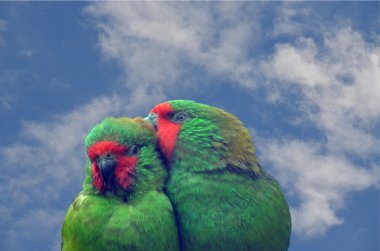 Little lorikeets clipart