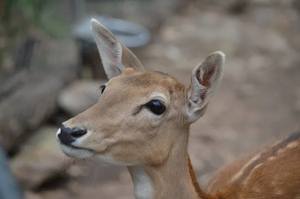Deer close up — Stock Photo, Image