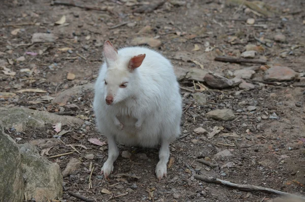 白化病的小袋鼠 — 图库照片