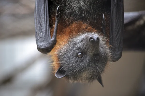 Bat close-up — Fotografia de Stock