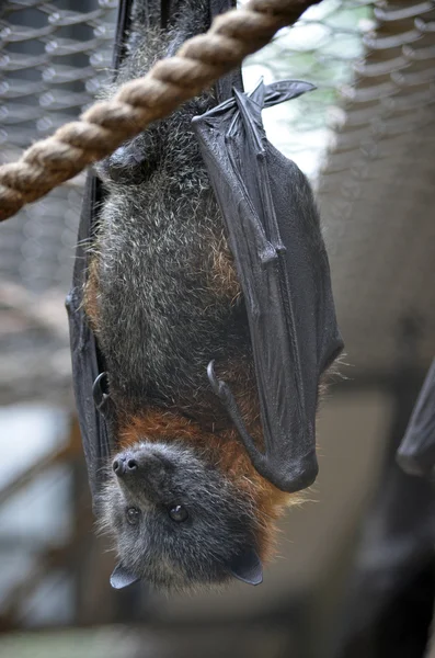 Bat på nära håll — Stockfoto