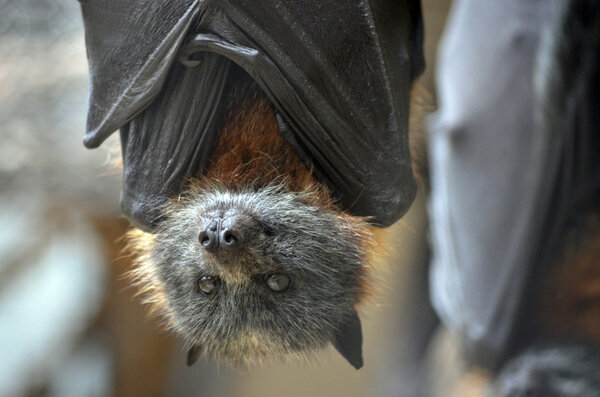 Bat close up