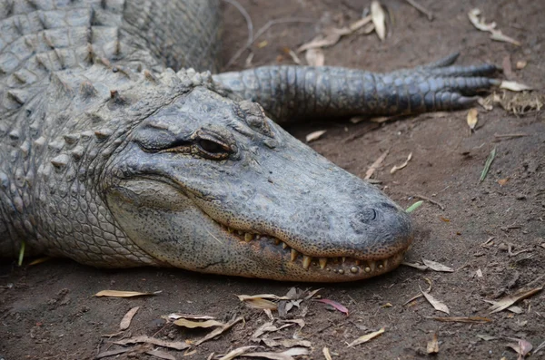 Alligator aus nächster Nähe — Stockfoto