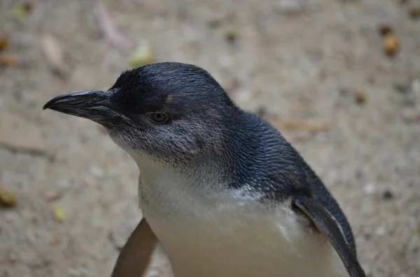 Pingüino de hadas — Foto de Stock
