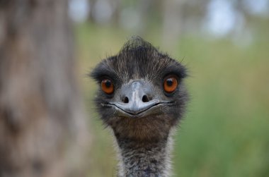 Australian Emu clipart