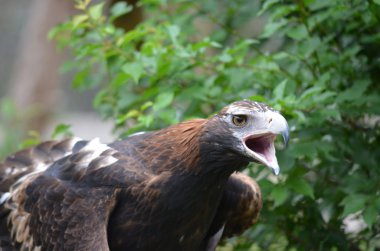 Wedge tailed eagle clipart