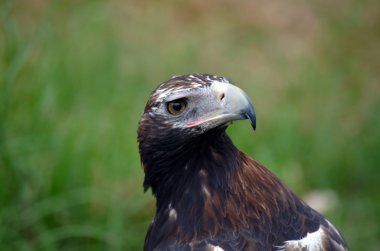 kama kuyruklu kartal
