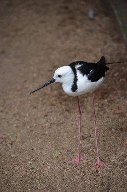 Australianstilt