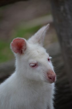 Albino kangaroo clipart