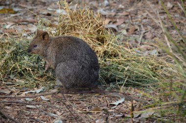 Avustralya quokka