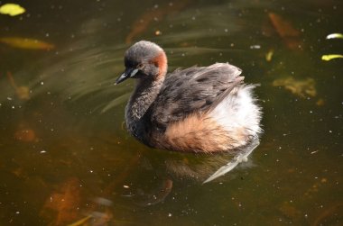 Grebe close up clipart