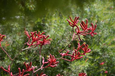 Kangaroo paw clipart