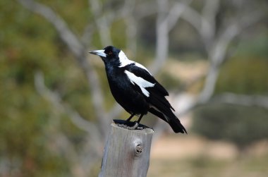 Australian Magpie clipart