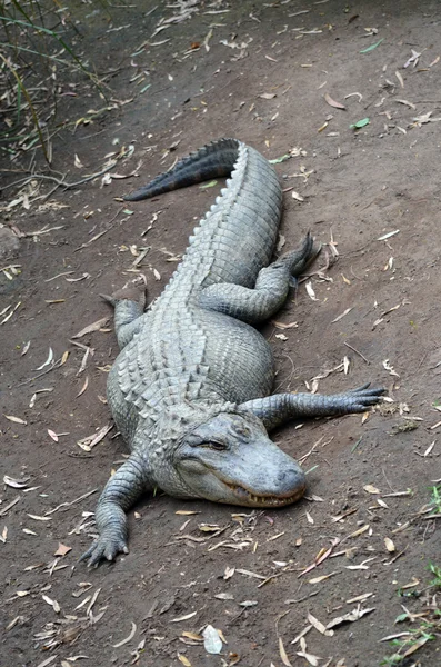 Alligatorhautnah — Stockfoto