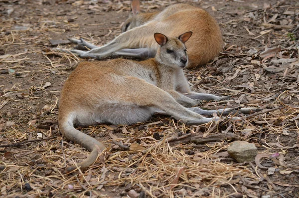 Wendiges Wallaby — Stockfoto