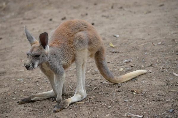 Красный кенгуру Джои — стоковое фото
