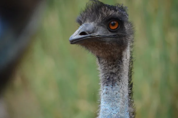 Australijskich emu — Zdjęcie stockowe
