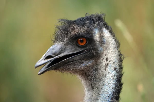 Australijskich emu — Zdjęcie stockowe