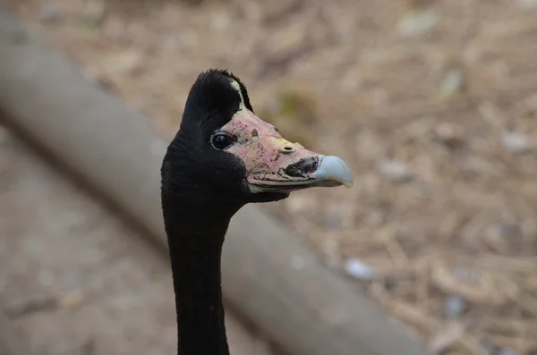 stock image Magpie goose