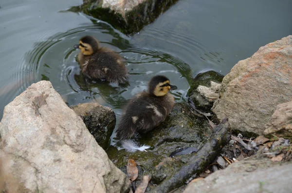 Filhotes em uma lagoa — Fotografia de Stock