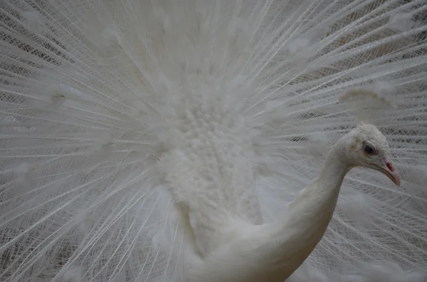 stock image White swan