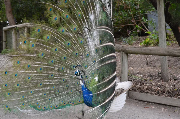 Peacock displaying feathers — Stock Photo, Image