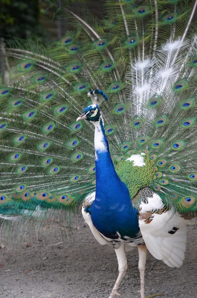 Peacock displaying feathers — Stock Photo, Image