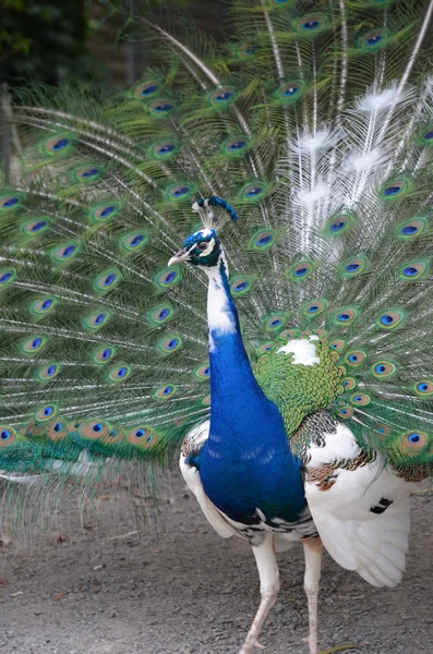 stock image Peacock displaying feathers