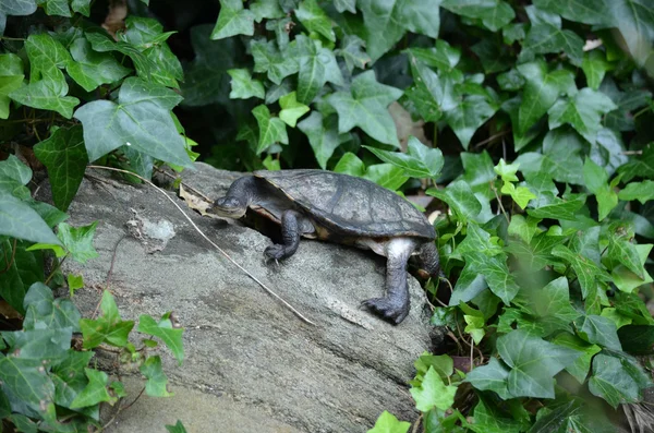 Lång spetsig sköldpadda — Stockfoto