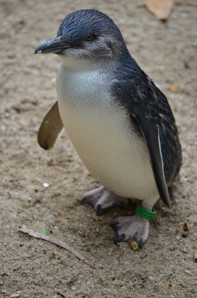 Fairy pingvin — Stockfoto