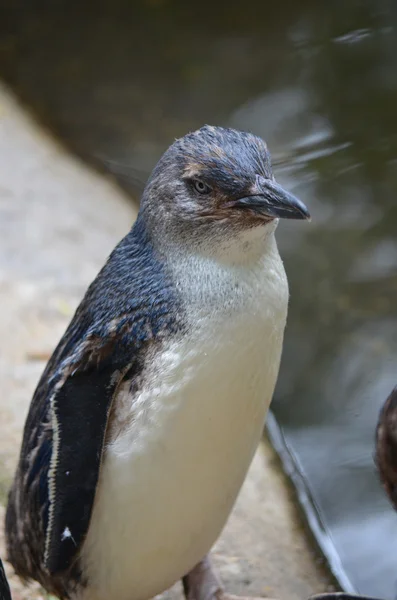 Pingüino de hadas —  Fotos de Stock