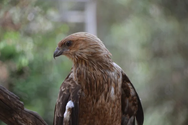 Papagaio-australiano — Fotografia de Stock