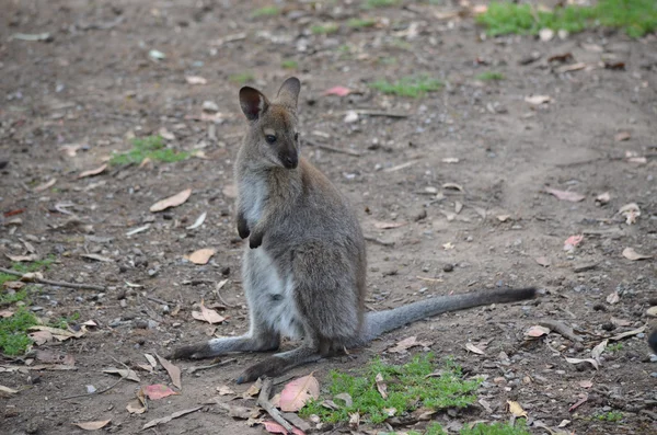Wallaby australiano — Foto de Stock