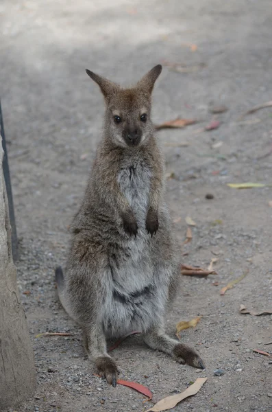 Avustralya joey — Stok fotoğraf
