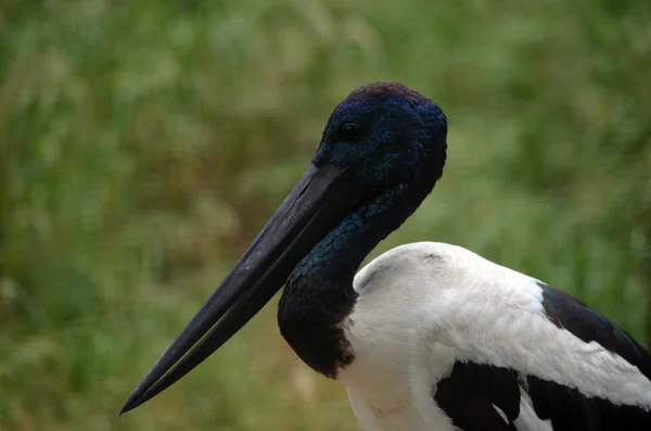 Blue necked stork — Stock Photo, Image