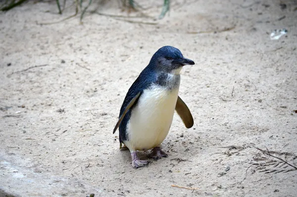 Фея пінгвін — стокове фото