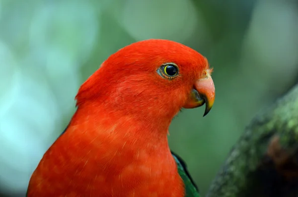 stock image King parrot