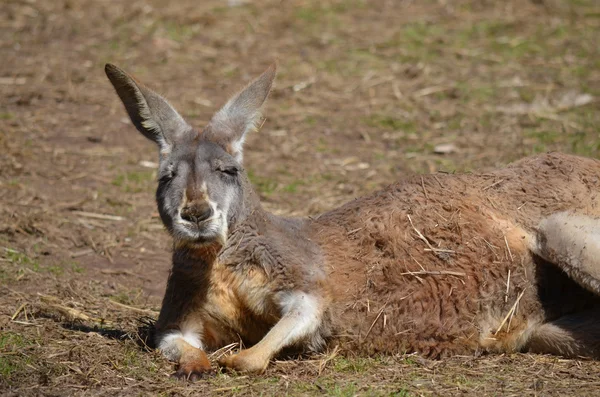 Kızıl kanguru — Stok fotoğraf
