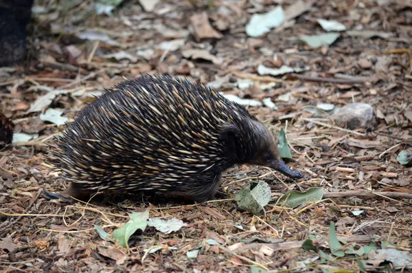 stock image Echidna