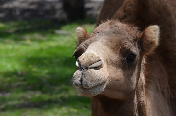 stock image Camel close up