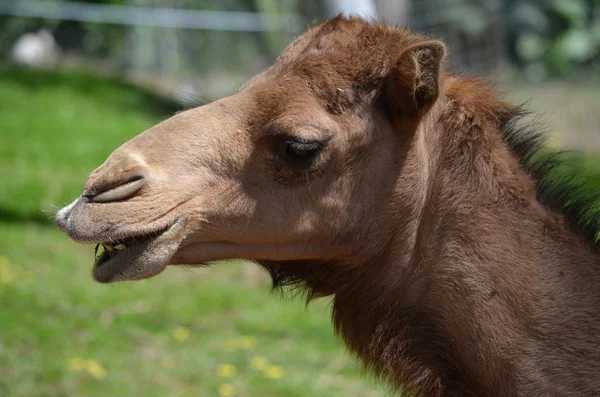 Rindo de camelo — Fotografia de Stock