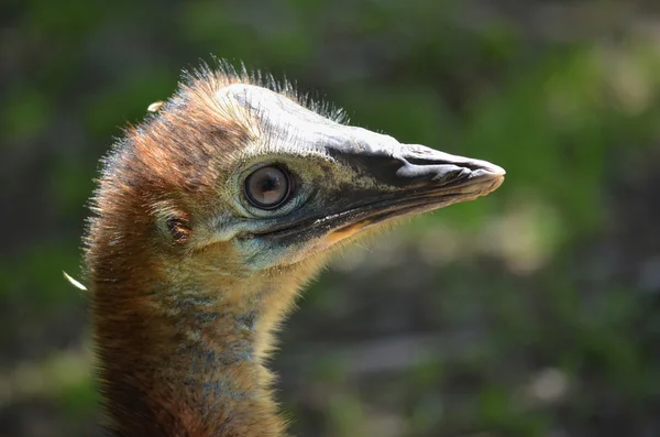Jovem cassowary — Fotografia de Stock