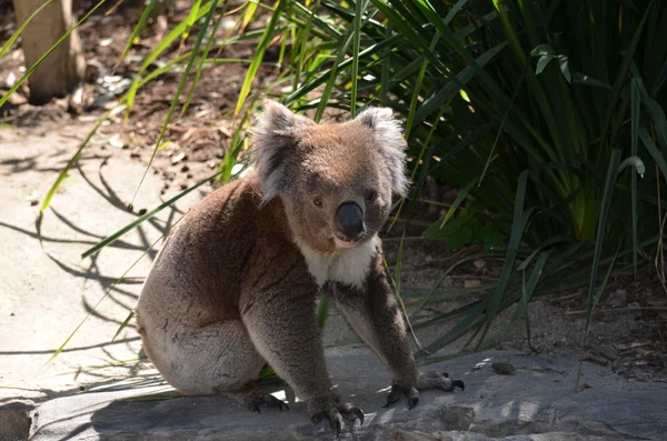 オーストラリアのコアラ — ストック写真