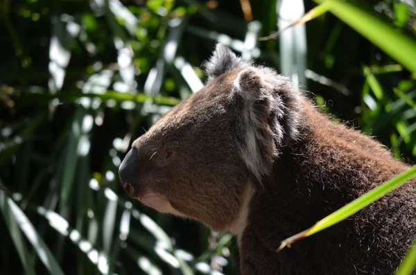 Koala widok strony — Zdjęcie stockowe