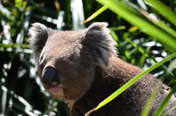 Ausztrál koala — Stock Fotó