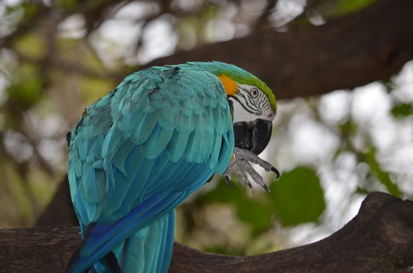 Macaw — Fotografie, imagine de stoc