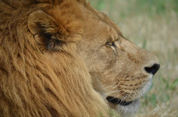 Lev zblízka — Stock fotografie