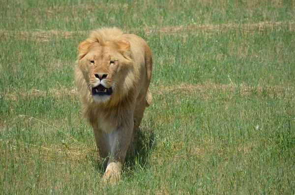 Lion roar — Stock Photo, Image